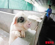 养猪业中的RFID技术解决方案